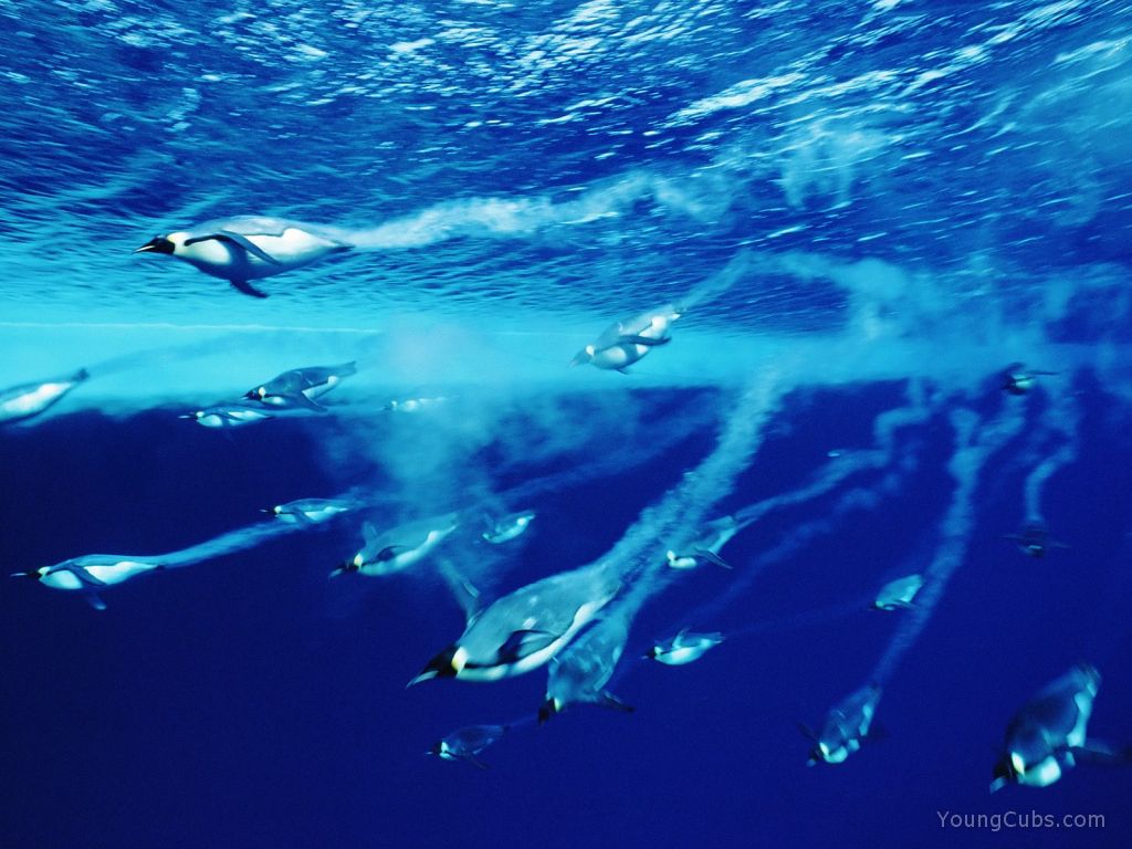 Swimming Emperor Penguins, Antarctica